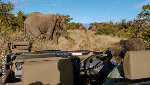 Close encounter with elephants in Kruger National Park during a wildlife safari experience
