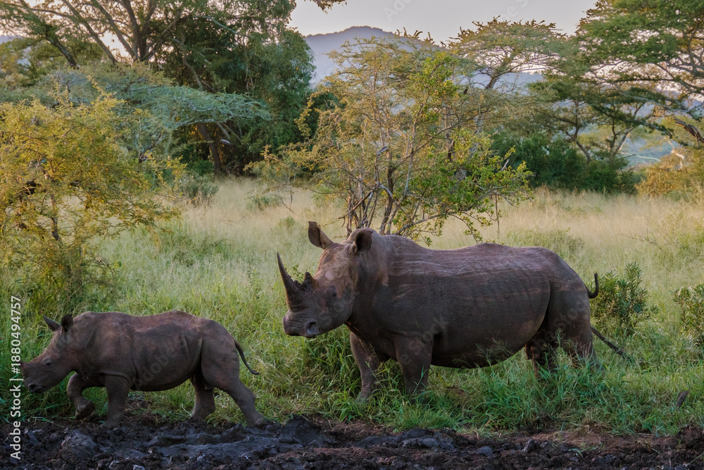 Fototapeta premium Majestic rhinos roaming freely among lush landscapes in Kruger National Park, South Africa