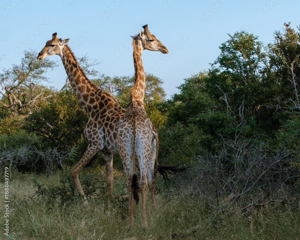 Obraz premium Majestic giraffes gracefully roaming the lush landscapes of Kruger National Park in South Africa