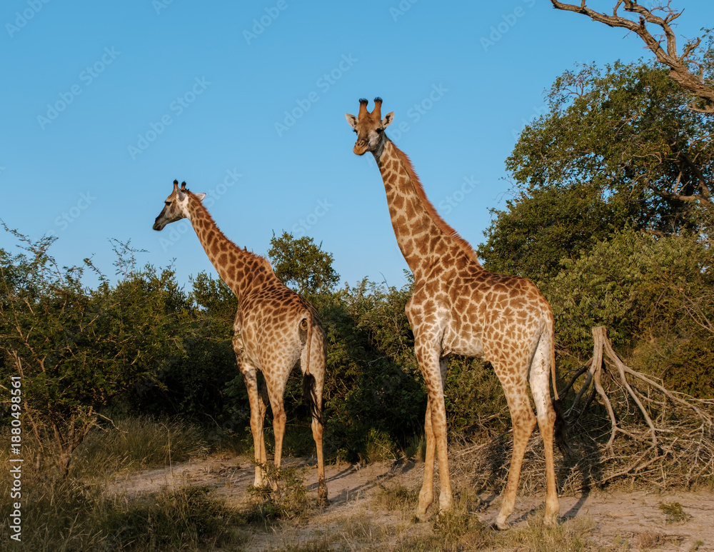 Obraz premium Majestic giraffes gracefully roaming in Kruger National Park, South Africa during a sunny afternoon