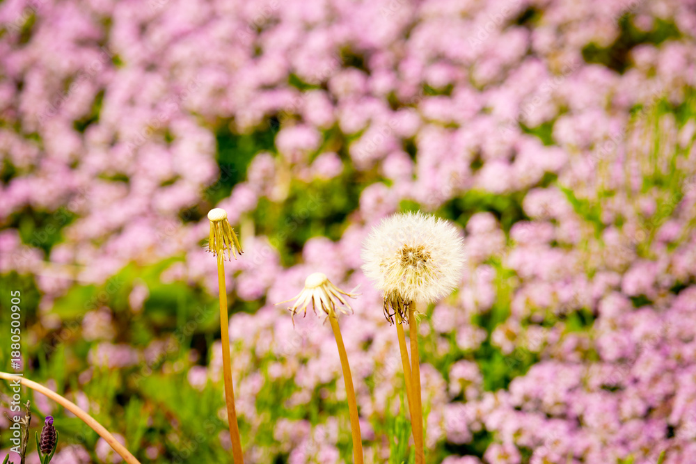 Obraz premium たんぽぽの綿毛と鮮やかな花