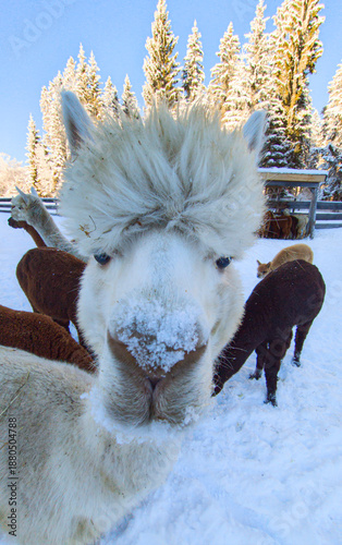 Alpacas standing in a snowy winter landscape, conveying calmness and warmth.