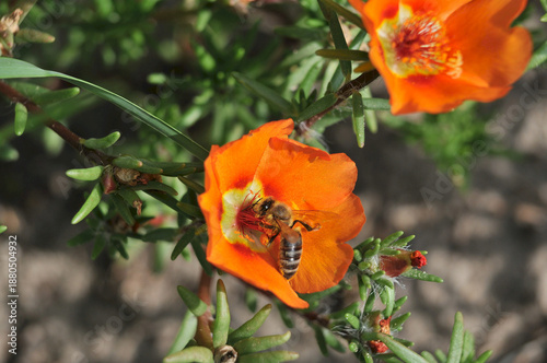 Honey Bee on a Vibrant Orange Portulaca Flower