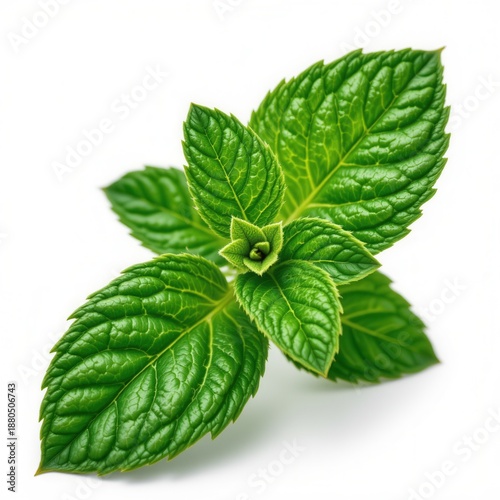 Vibrant Fresh Green Leaves White Background