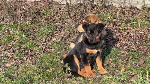 Two cute puppies dogs in the grass.
