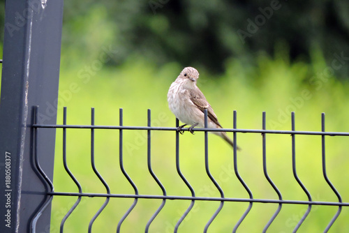 Wallpaper Mural A spotted flycatcher sitting on a fence made of welded wire mesh panels, green blurred leaves in the background Torontodigital.ca