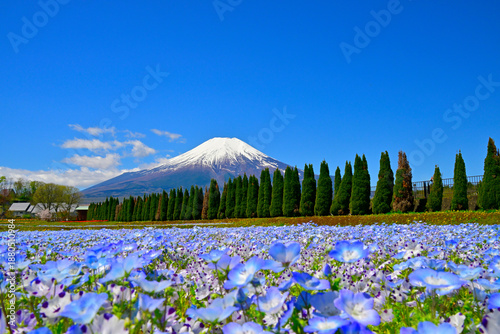 ネモフィラと冠雪の富士山