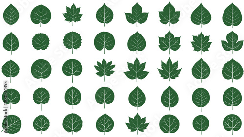 Collection of diverse green deciduous tree leaves showcasing various natural shapes and detailed vein patterns arranged in a systematic grid display