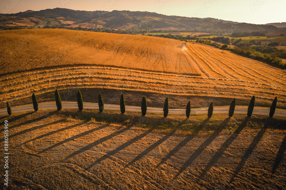 Fototapeta premium Idyllic aerial view of a harvester harvesting a field, with cypress trees stand in a line in the foreground and casting long shadows in Tuscany, Italy