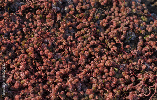 Tableau sur toile pink shoots of Spanish sedum in the sunlight