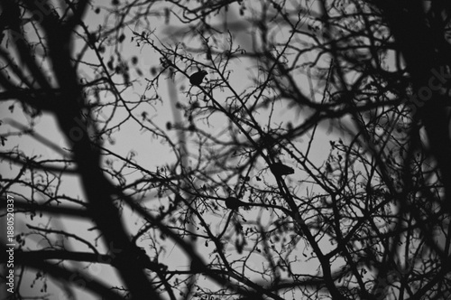 Konstfotografi Black and white silhouette of small birds perching on tangled bare tree branches