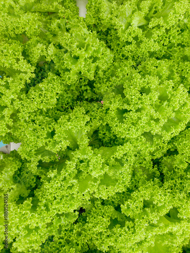 Top View Of Vibrant Green Curly Lettuce Foliage