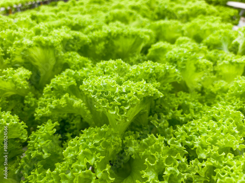 Fresh Green Lettuce Growing In Hydroponic Farm