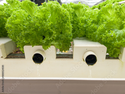 Close Up Of Green Lettuce In Hydroponic Farm