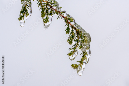 Close up of a down hanging juniper branch (Juniperus communis) covered with a thick layer and drops of ice. Condition after freezing rain in winter
