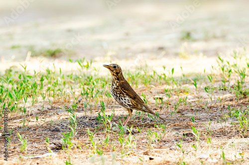 Wallpaper Mural Speckled Bird Foraging in Sparse Grass on Sandy Ground Torontodigital.ca