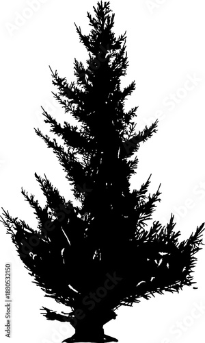 Coniferous tree silhouette standing on white background