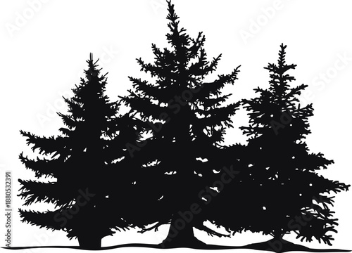 Three evergreen trees silhouette standing in nature
