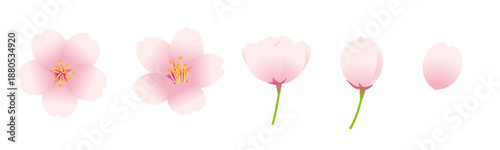 Vector illustration set of cherry blossoms and buds. / 桜の花とつぼみのベクターイラストセット。