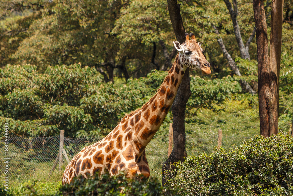 Obraz premium Jirafa de Rothschild caminando por la sabana de Kenia, África