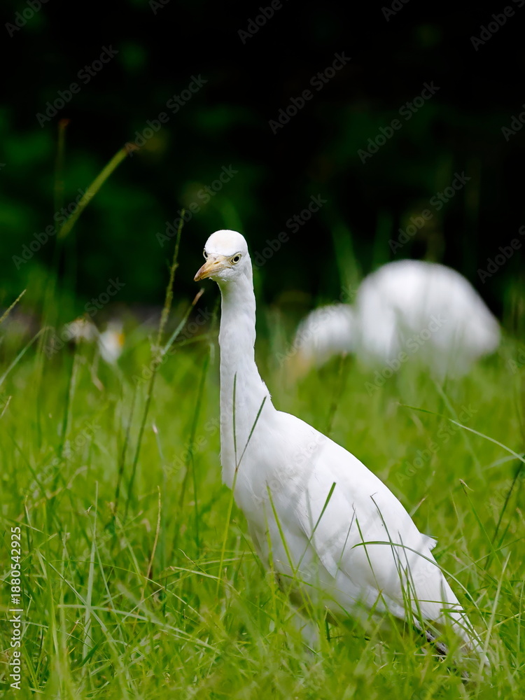 Fototapeta premium Two Egrets Foraging on Grass with Focus on the Front Bird