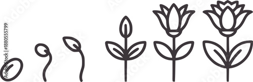 Minimalist black and of a flower growing from seed to bloom sprout plant leaves stem