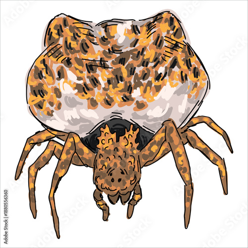 Photography Southern Bolas Spider