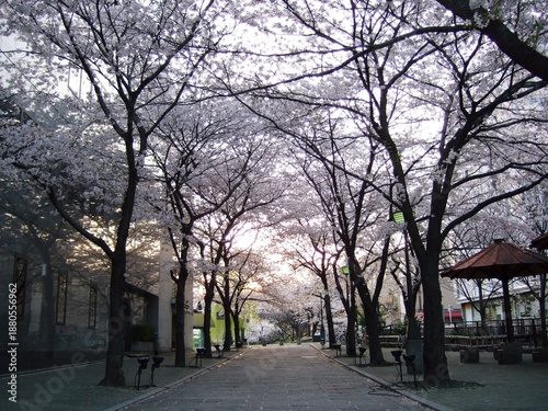 京都祇園に咲く桜