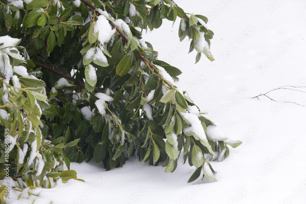 custom made wallpaper toronto digitalSnow-covered Ornamental Plant. Heavy snow can cause significant damage to a garden by bending or breaking branches on shrubs and trees. While light, fluffy snow can act as an insulator for plants 