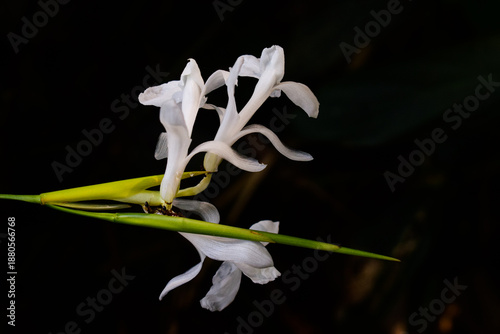 Schumannianthus dichotomus flower(মুর্তা)