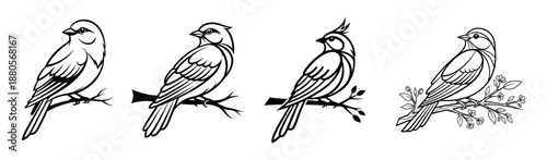 Collection of diverse small birds, detailed vector illustrations. Black and white avian line art set