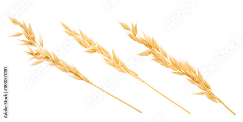 Photos Set oat spike with oat grain isolated on white background with clipping path
