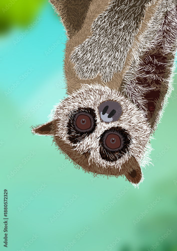 Fototapeta premium Slow Lorises Hanging in a Tree