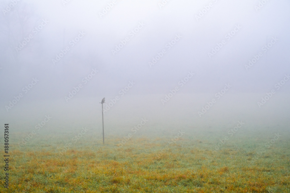 Fototapeta premium Champ d'herbe brumeux avec poteau solitaire et un rapace perché 