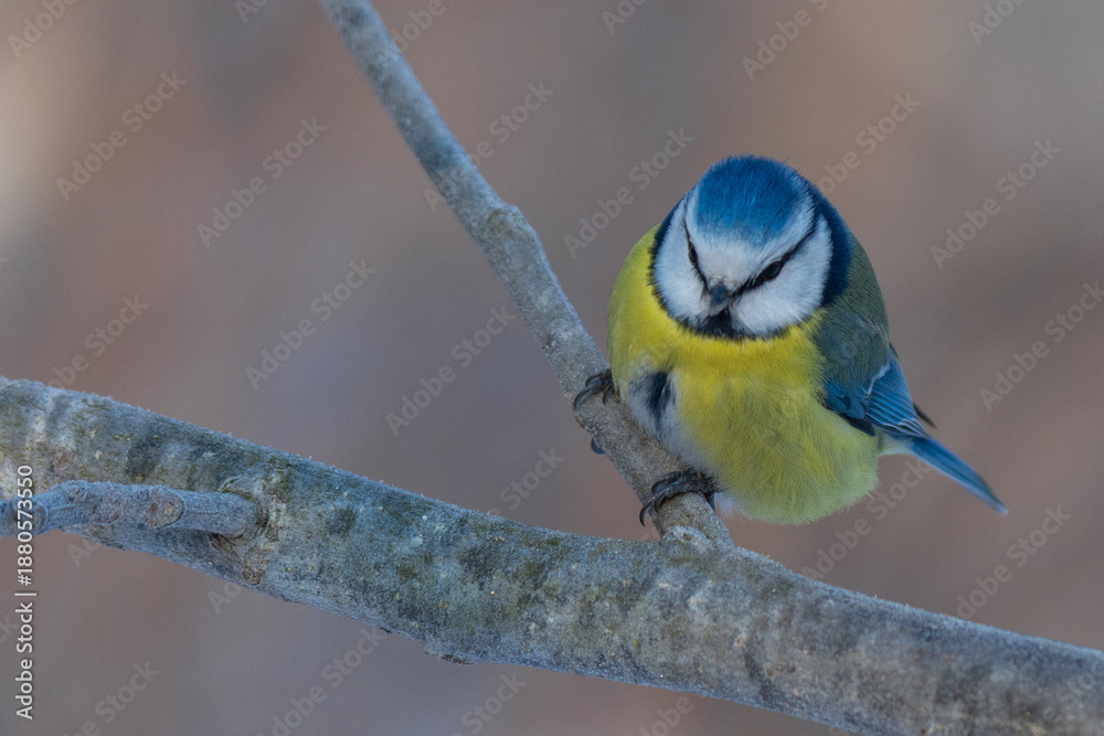 Obraz premium blue tit on a branch