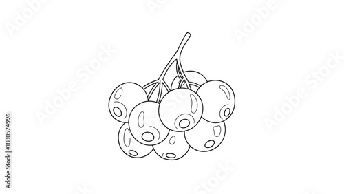 Delicate line art drawing of a cluster of round berries on a branch for botanical illustrations, nature themes, and garden designs.