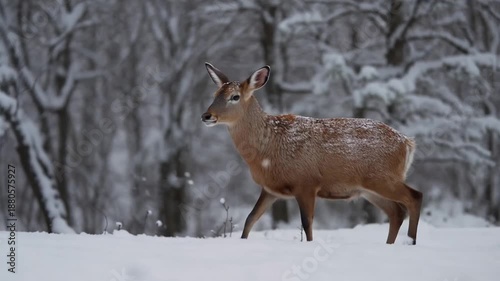 Wallpaper Mural A deer walks through a snowy forest with trees in the background, during snowfall Torontodigital.ca