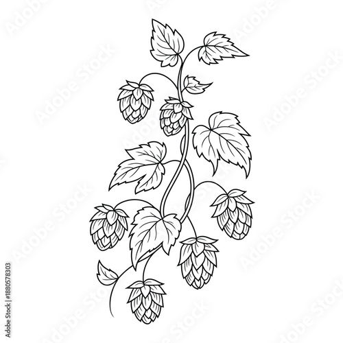 a line drawing of a hop plant with leaves and cones