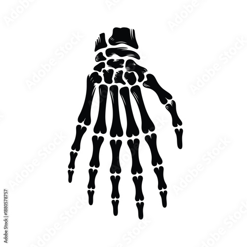 human hand skeleton from the back view