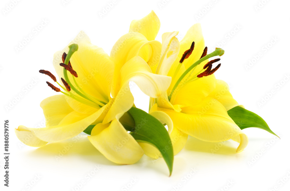 Obraz premium Two yellow lily flowers isolated on white background