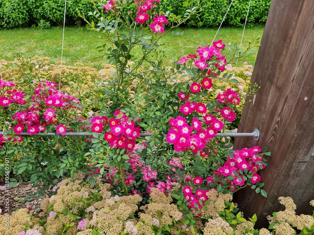 Naklejka premium Beautiful flowers in the garden. Spiraea japonica. Rosa 