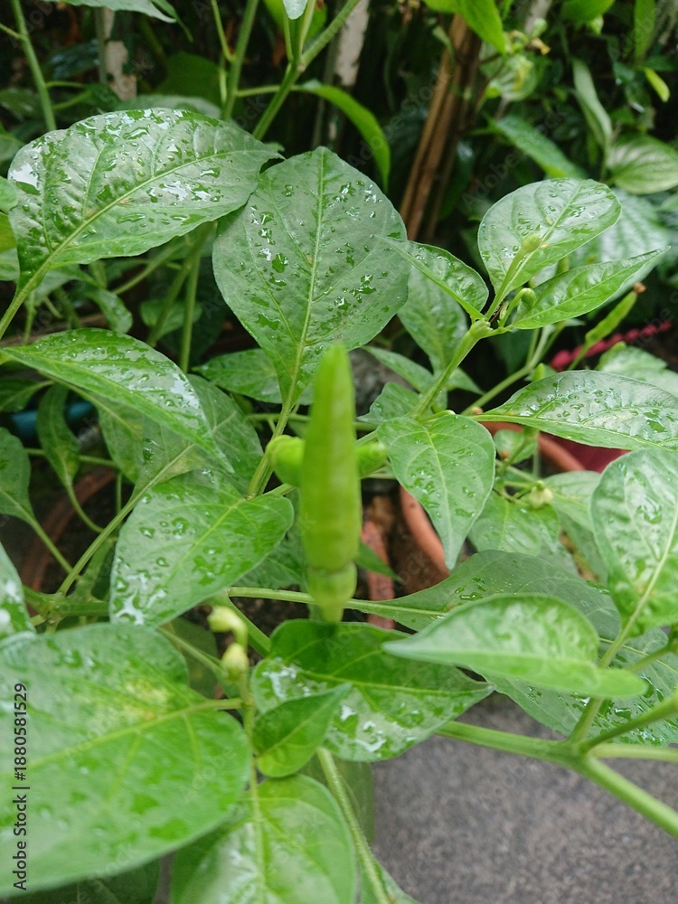 Obraz premium Young Thai Chili Pepper Growing in Garden Close-up of a young green Thai bird’s eye chili surrounded by fresh green leaves after rainfall. Water droplets on the leaves highlight freshness,