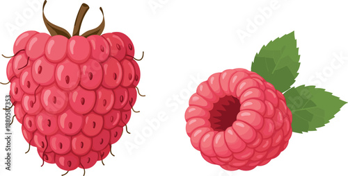 Set of two fresh red raspberry vector illustrations with green leaves for berry fruit market and organic food design