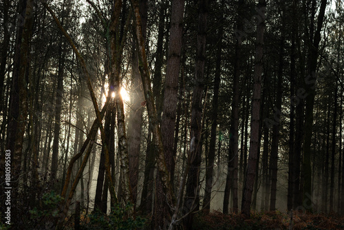 Sunlight Filtering Through Misty Woodland