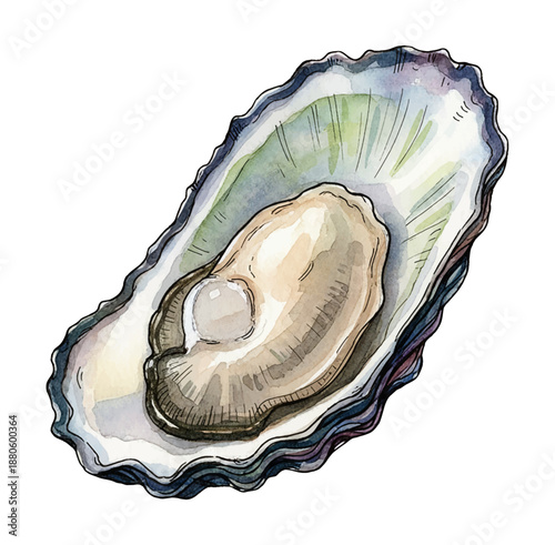 Fresh oyster shell open revealing a beautiful white pearl inside watercolor illustration style