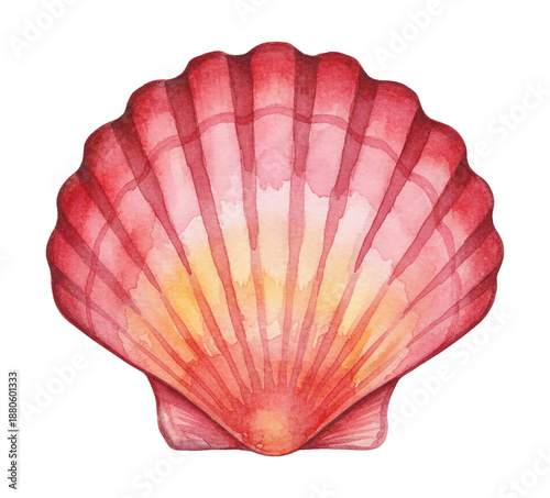 Beautiful Red and Yellow Scallop Shell Watercolor Painting Isolated on White Background Detailed