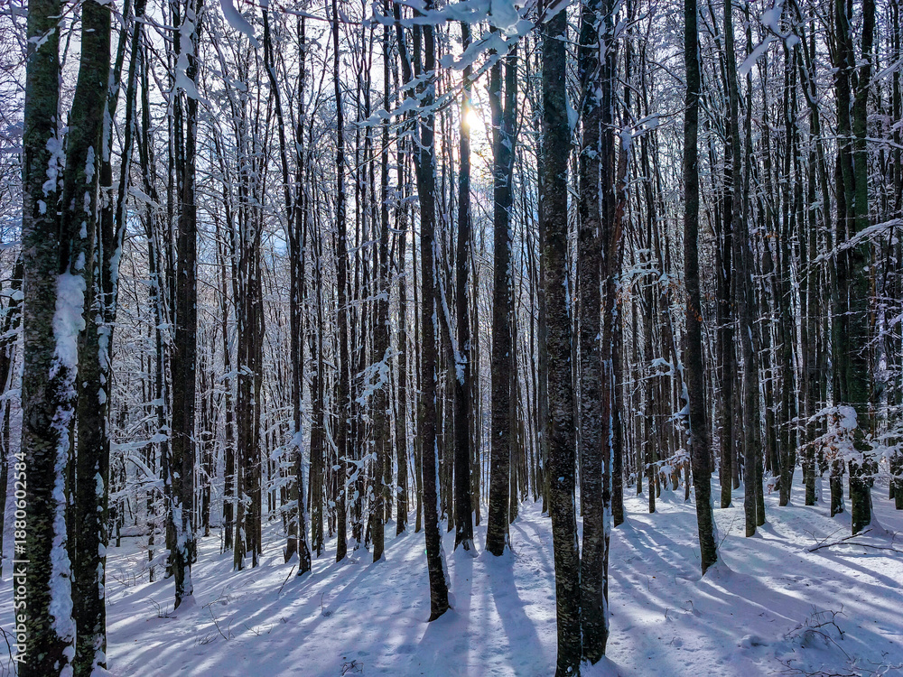 Obraz premium A beautiful winter scene in a snow-covered forest, where the bright sun shines through the tall, bare tree trunks