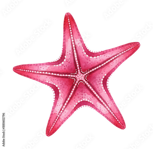 A vibrant pink starfish with white spots watercolor painting on a clean white background