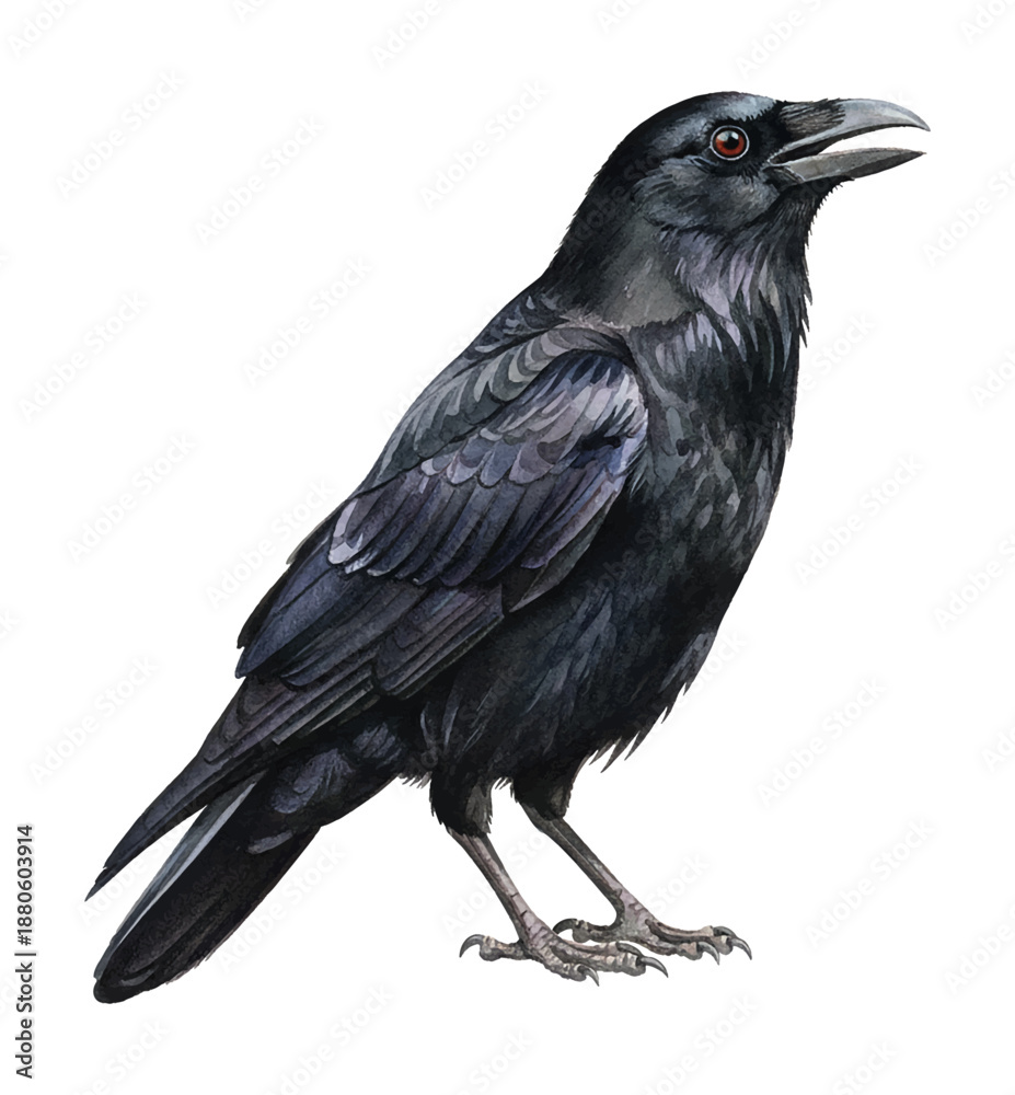 Fototapeta premium A detailed illustration of a black crow bird standing with its beak open
