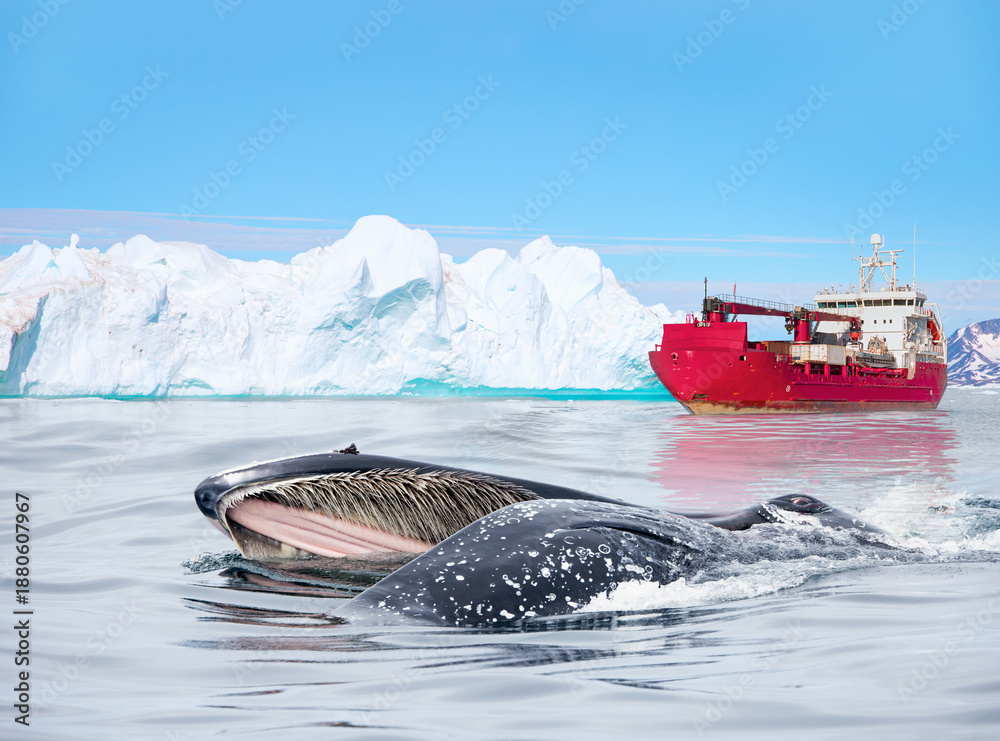 Fototapeta premium A humpback whale feeds with its mouth open (mouth modifications called baleen) - Arctic ship leaving Tasiilaq after having unloaded at the docks in the harbour - Tasiilaq, Greenland
